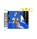 ぱぴぱぴパピヨン93（個別スタンプ：24）