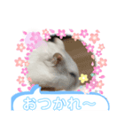 るーちゃんスタンプⅣ（個別スタンプ：8）