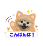 ポメラニアン☆レイン③（個別スタンプ：17）