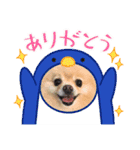 ポメラニアン☆レイン③（個別スタンプ：19）