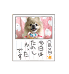 ポメラニアン☆レイン③（個別スタンプ：21）