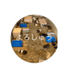 旭山の動物たち2（個別スタンプ：3）