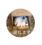 旭山の動物たち2（個別スタンプ：31）