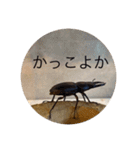 旭山の動物たち2（個別スタンプ：34）