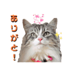 実写でかわいい猫スタンプ 短足だっていい！（個別スタンプ：3）