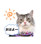 実写でかわいい猫スタンプ 短足だっていい！（個別スタンプ：5）