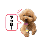 コタロースタンプ4（個別スタンプ：1）