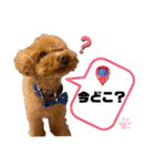 コタロースタンプ4（個別スタンプ：3）