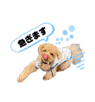 コタロースタンプ4（個別スタンプ：4）