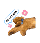 コタロースタンプ4（個別スタンプ：6）