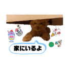 コタロースタンプ4（個別スタンプ：8）