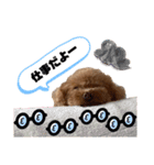 コタロースタンプ4（個別スタンプ：9）
