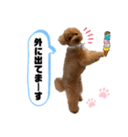 コタロースタンプ4（個別スタンプ：10）