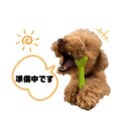 コタロースタンプ4（個別スタンプ：13）