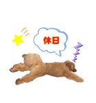 コタロースタンプ4（個別スタンプ：14）