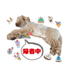 コタロースタンプ4（個別スタンプ：15）