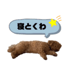 コタロースタンプ4（個別スタンプ：21）