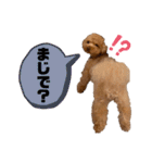 コタロースタンプ4（個別スタンプ：22）