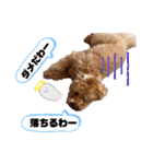 コタロースタンプ4（個別スタンプ：25）