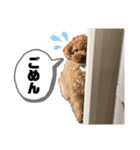 コタロースタンプ4（個別スタンプ：26）
