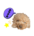 コタロースタンプ4（個別スタンプ：31）