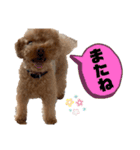 コタロースタンプ4（個別スタンプ：32）