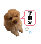 コタロースタンプ4（個別スタンプ：34）