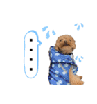 コタロースタンプ4（個別スタンプ：39）