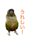 ウロコインコが好きな人のスタンプ（個別スタンプ：1）