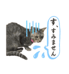 あずと時々るい（個別スタンプ：7）