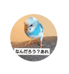 セキセイインコと文鳥ズ（個別スタンプ：5）