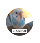 セキセイインコと文鳥ズ（個別スタンプ：8）