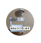 セキセイインコと文鳥ズ（個別スタンプ：9）