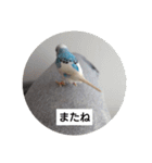 セキセイインコと文鳥ズ（個別スタンプ：10）