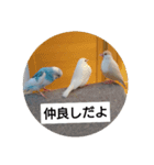 セキセイインコと文鳥ズ（個別スタンプ：11）