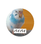 セキセイインコと文鳥ズ（個別スタンプ：12）