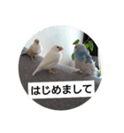 セキセイインコと文鳥ズ（個別スタンプ：13）