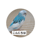 セキセイインコと文鳥ズ（個別スタンプ：14）