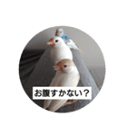 セキセイインコと文鳥ズ（個別スタンプ：15）