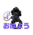 トイプードルとシーズーのMIX犬エマ 10弾（個別スタンプ：1）