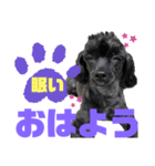 トイプードルとシーズーのMIX犬エマ 10弾（個別スタンプ：3）