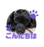 トイプードルとシーズーのMIX犬エマ 10弾（個別スタンプ：4）