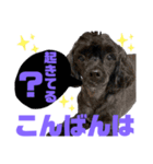 トイプードルとシーズーのMIX犬エマ 10弾（個別スタンプ：6）