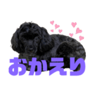 トイプードルとシーズーのMIX犬エマ 10弾（個別スタンプ：9）