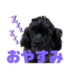 トイプードルとシーズーのMIX犬エマ 10弾（個別スタンプ：10）