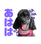 トイプードルとシーズーのMIX犬エマ 10弾（個別スタンプ：13）
