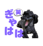 トイプードルとシーズーのMIX犬エマ 10弾（個別スタンプ：14）