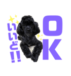 トイプードルとシーズーのMIX犬エマ 10弾（個別スタンプ：15）
