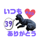トイプードルとシーズーのMIX犬エマ 10弾（個別スタンプ：16）