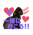トイプードルとシーズーのMIX犬エマ 10弾（個別スタンプ：19）